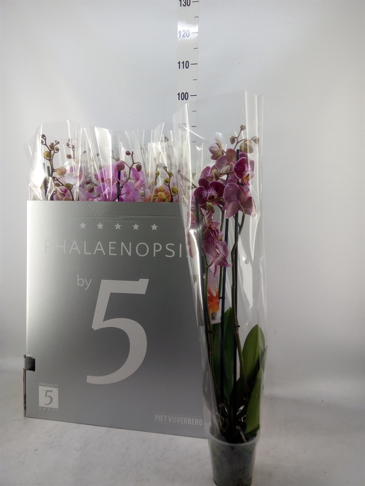 <h4>Phalaenopsis   ...mix  6</h4>