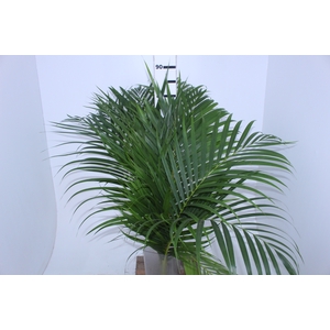 FOLHAGEM ARECA BAMBU