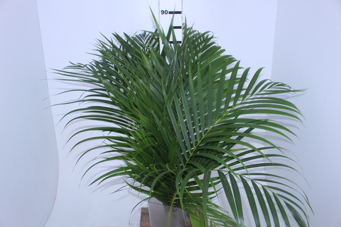 FOLHAGEM ARECA BAMBU