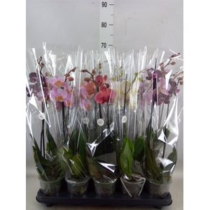 Phalaenopsis   ...mix