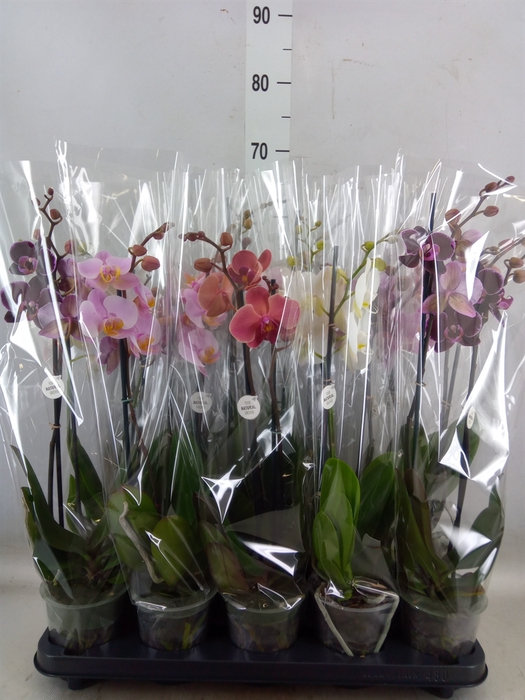 <h4>Phalaenopsis   ...mix</h4>