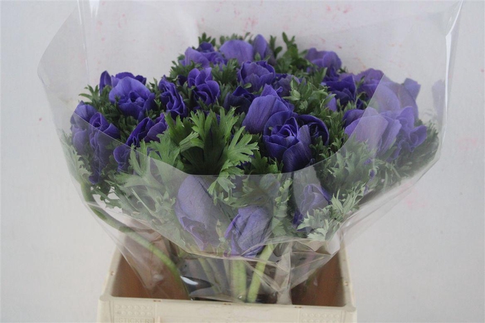 <h4>Anem Mistral Super Blue</h4>