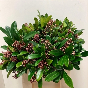 SKIMMIA RUBELLA 30CM