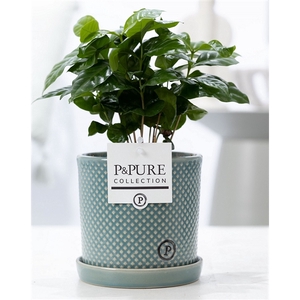 Coffea Arabica in P&PURE Lauren ceramics green