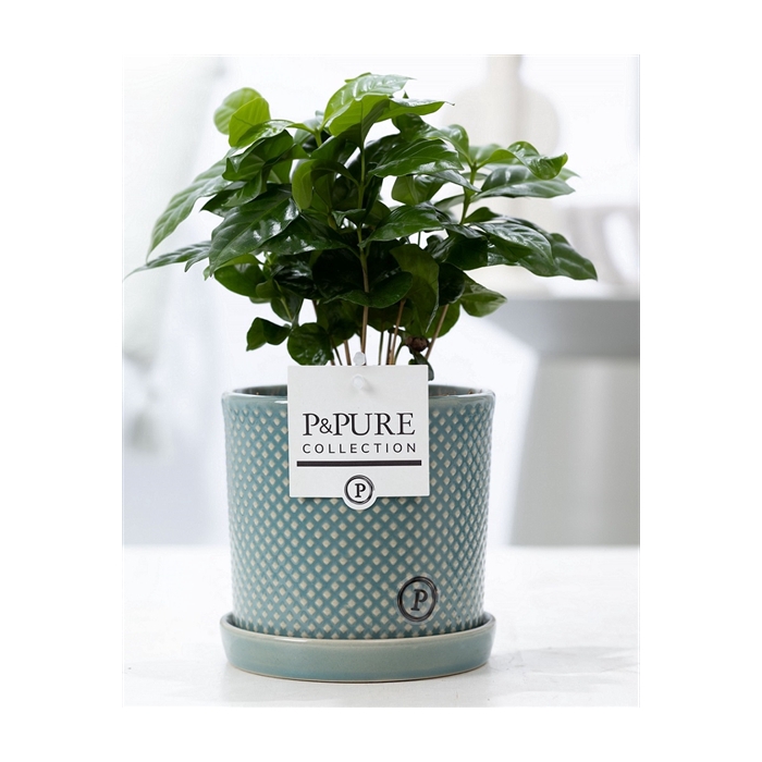 <h4>Coffea Arabica in P&PURE Lauren ceramics green</h4>