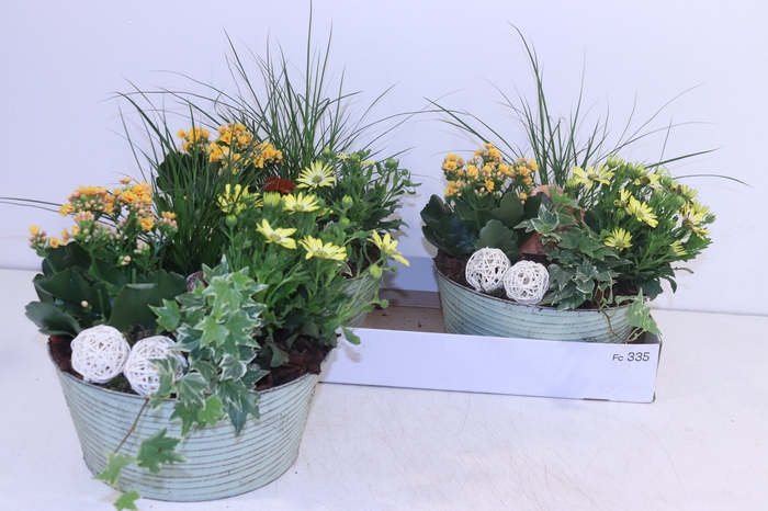 <h4>ARR TUINPLANTEN</h4>