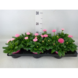 Bellis perennis 'Roggli Rose'