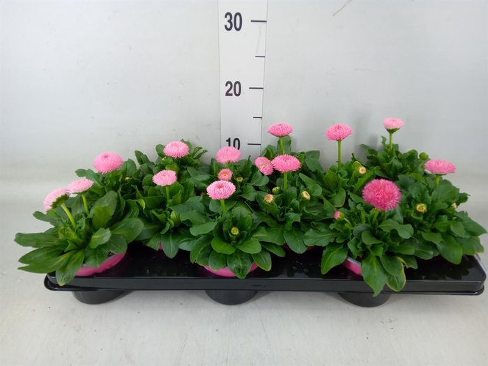 <h4>Bellis perennis 'Roggli Rose'</h4>