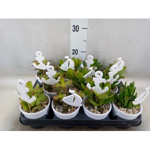 Crassula   ...