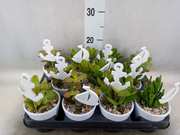 <h4>Crassula   ...</h4>