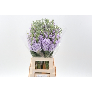 Matth Wave Lavendel Blue