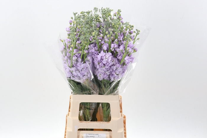 <h4>Matth Wave Lavendel Blue</h4>
