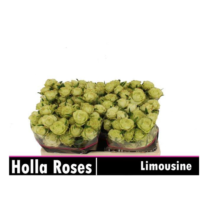 <h4>R TR LIMOUSINE</h4>