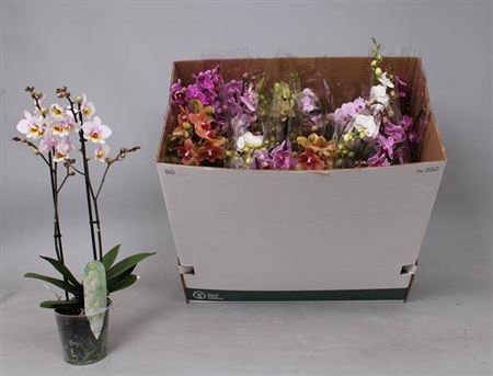 Phal Mf Gem 8 Kl