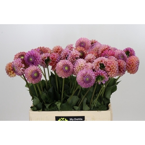 Dahlia Caitlin's Joy