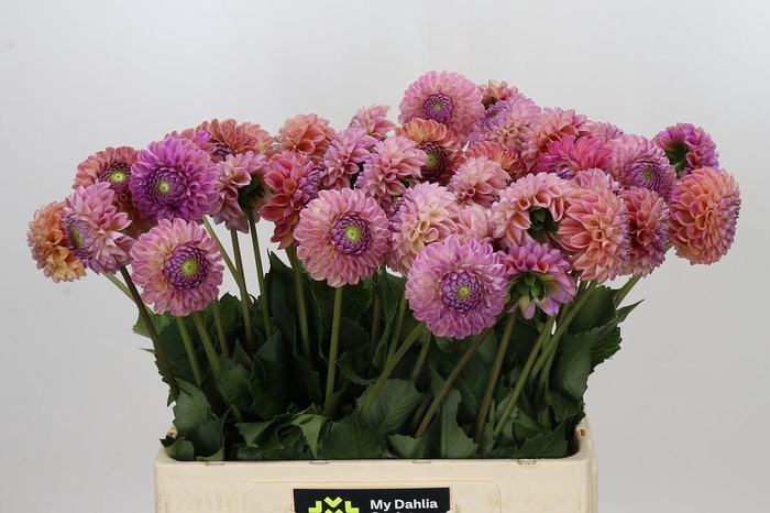 <h4>Dahlia Caitlin's Joy</h4>