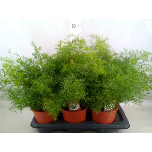 Asparagus dens. 'Cwebe'