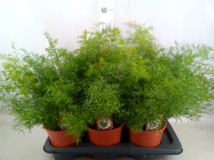 <h4>Asparagus dens. 'Cwebe'</h4>