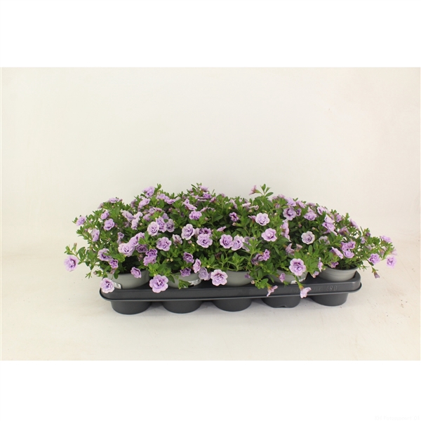 <h4>Calibrachoa Doubble Lavender</h4>