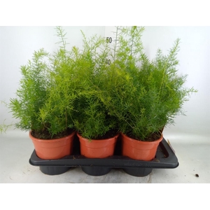 Asparagus dens. 'Sprengeri'