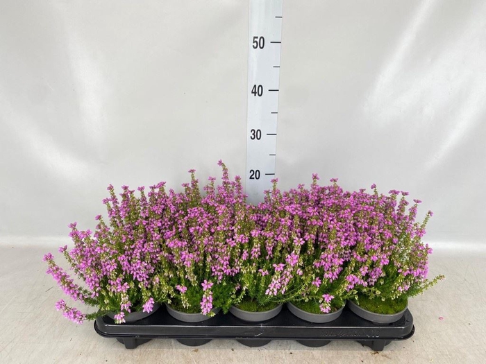 <h4>Erica cinerea 'Plummers Seedling'</h4>