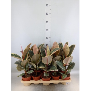 Ficus elastica 'Tineke'