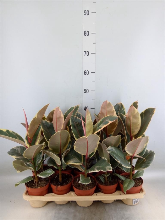 <h4>Ficus elastica 'Tineke'</h4>