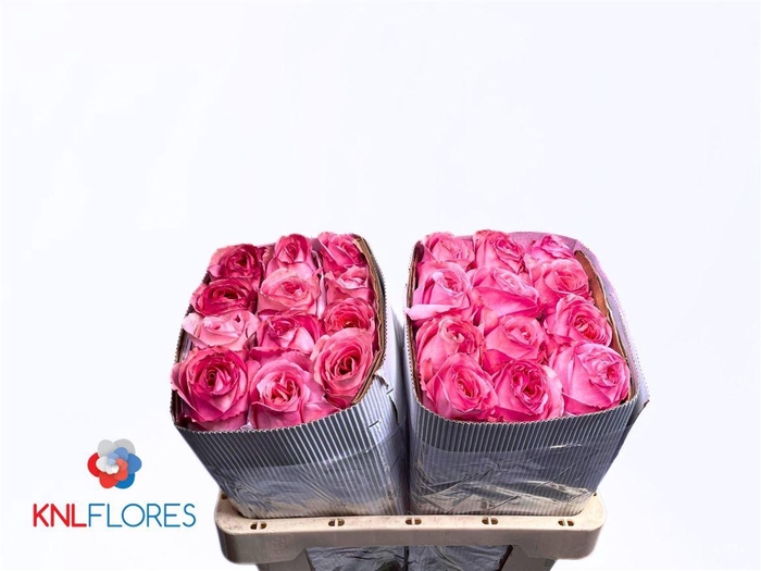 <h4>Rosa a grande fleur Pink X-Pression</h4>