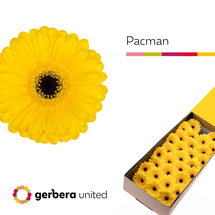 <h4>Germini Pacman Doos</h4>