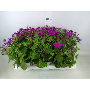 Pericallis cr. 'Senetti Magenta'