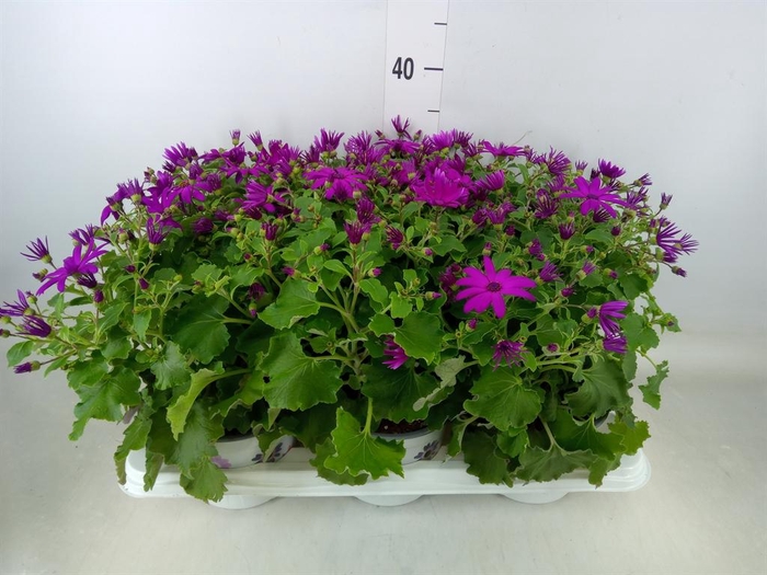 <h4>Pericallis cr. 'Senetti Magenta'</h4>