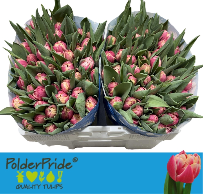 <h4>TU DU COLUMBUS</h4>