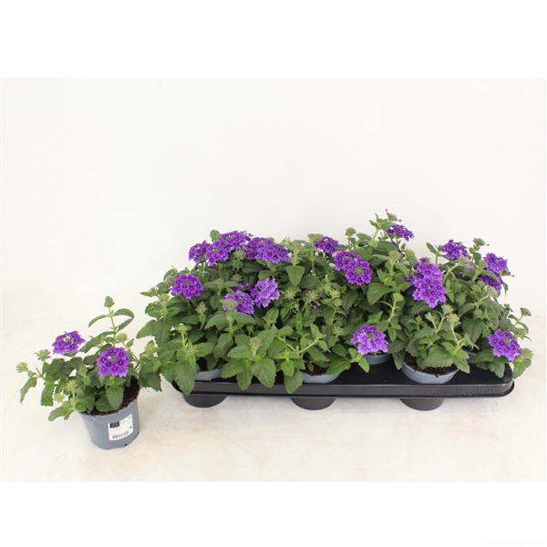 <h4>Verbena Vanessa Dark blue</h4>