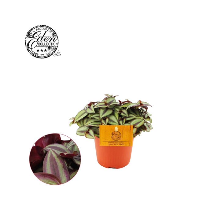 <h4>Trades. Zebrina Compacta 10,5cm</h4>