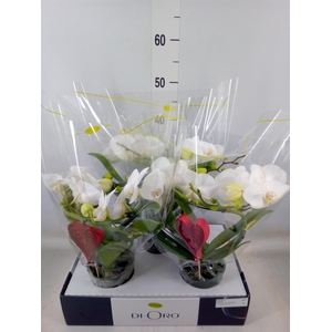 Phalaenopsis   ...white