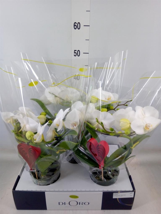 <h4>Phalaenopsis   ...white</h4>