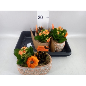 Arr. Planten L%