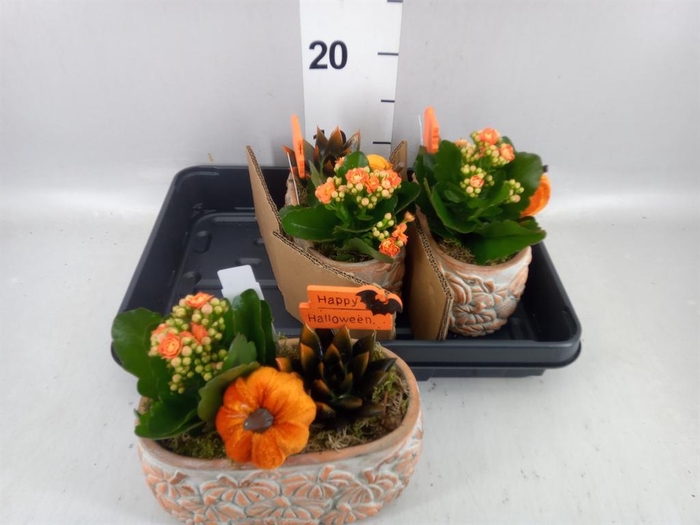 <h4>Arr. Planten L%</h4>