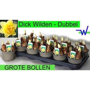 NARCISSUS DICK WILDEN P12