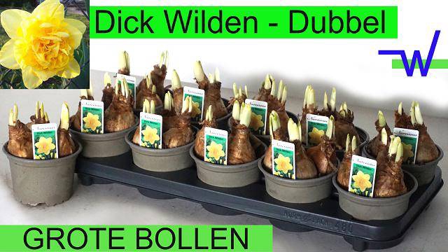 <h4>NARCISSUS DICK WILDEN P12</h4>