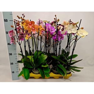 Phalaenopsis overig