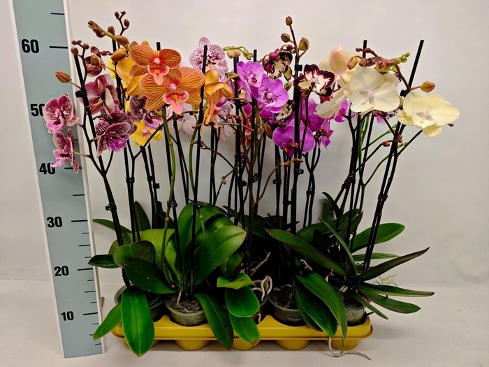 <h4>Phalaenopsis overig</h4>