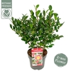 Camellia sasanqua