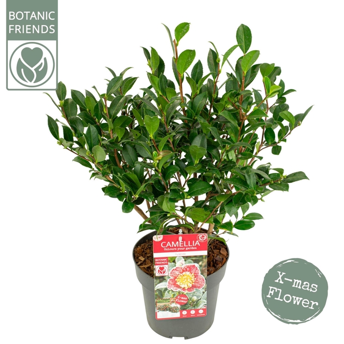 Camellia sasanqua