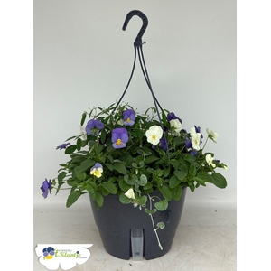 HANGING BASKETS