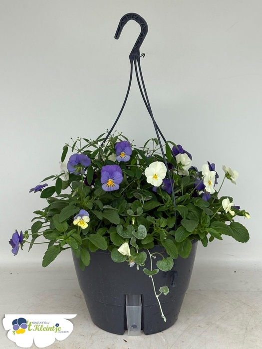 <h4>HANGING BASKETS</h4>