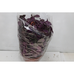 TRADESCANTIA ZEBRINA C21 ROXO