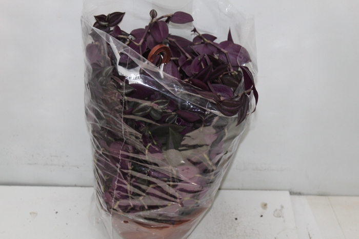 <h4>TRADESCANTIA ZEBRINA C21 ROXO</h4>