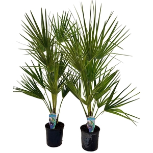 Chamaerops humilis