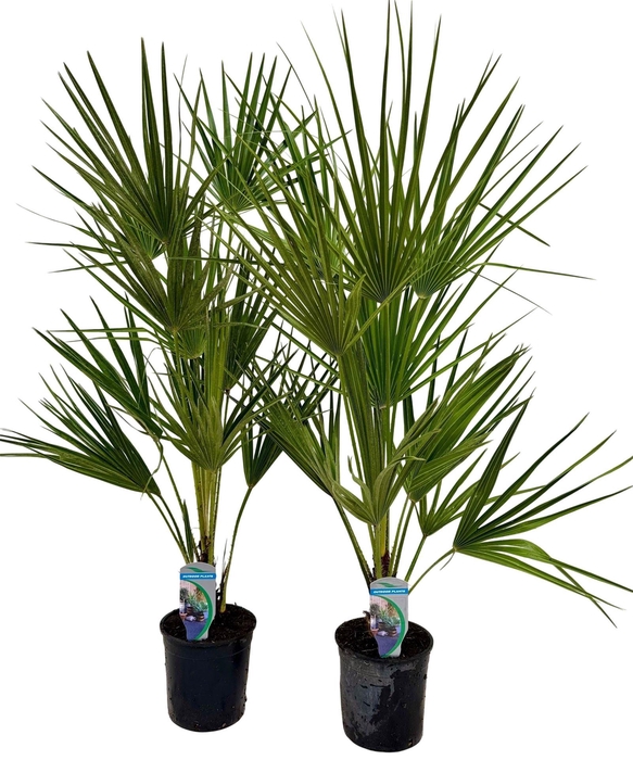 <h4>Chamaerops humilis</h4>